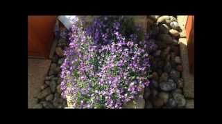 Aubretia in flower help and care Stunning HD [upl. by Quartus]