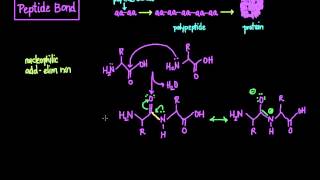 The Peptide Bond Formation and Cleavage [upl. by Anirdua343]