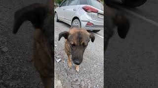 Joshimath mein dog feeding mountains [upl. by Yenetruoc18]