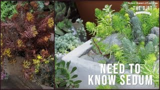 All About Sedum  The Dirt  Better Homes amp Gardens [upl. by Mcgraw]