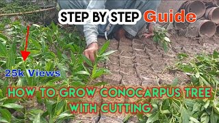 How to Grow Conocarpus Tree  Step by Step Guide  Gardening Science [upl. by Tayyebeb]