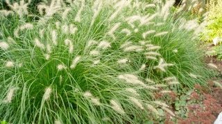 Dwarf Fountain Grass  Pennisetum alopecuroides Hameln [upl. by Cioffred117]