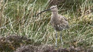 Curlew Alarm Calls [upl. by Lisbeth]