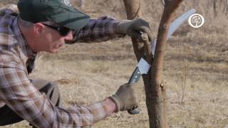 Ask an Arborist The ABCs of Pruning [upl. by Atirihs]