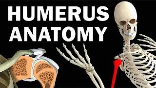 HUMERUS ANATOMY [upl. by Colp]