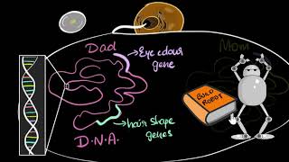 Genes DNA amp chromosomes  Heredity amp Evolution  Biology  Khan Academy [upl. by Faunia]