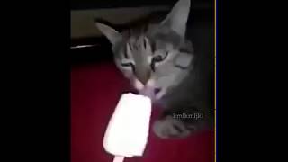 GATO COMIENDO HELADO [upl. by Norag]