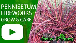 Pennisetum fireworks  grow amp care Fountain grass [upl. by Wavell]