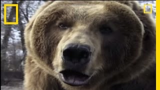 How to Survive a Grizzly Attack  National Geographic [upl. by Aivil]