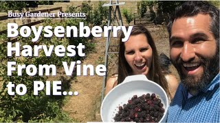 Boysenberry Harvest  Straight From the Vine to Fresh Baked PIE YUM [upl. by Acsirp]