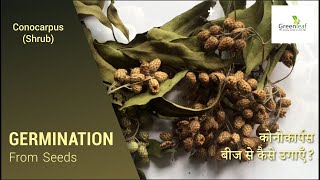 How to Germinate Conocarpus from Seeds  Hindi [upl. by Nytsirhc]