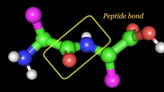 Peptide bond Dihedral angles and Ramachandran plot [upl. by Alleunam]