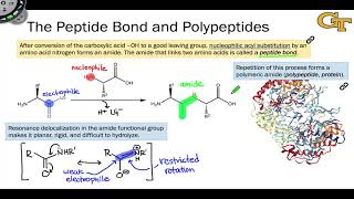 The Peptide Bond and Polypeptides [upl. by Ayotnom]