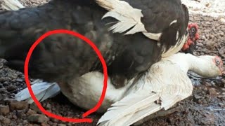 Muscovy Duck In Heat Hard Mating 2021 [upl. by Keg255]