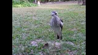 Bush StoneCurlew making a disturbing hissing sound [upl. by Bahr]