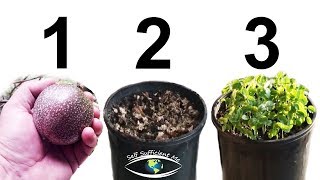 How to Grow Passion Fruit from SEED [upl. by Esoranna]