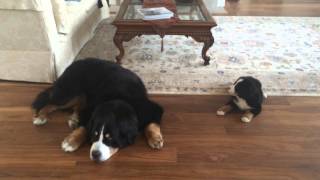 Bernese Mtn Dog Puppy Says Good Morning [upl. by Mathia]