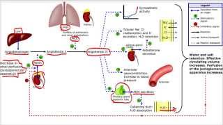 Sistema Renina Angiotensina Aldosterona [upl. by Nedmac]