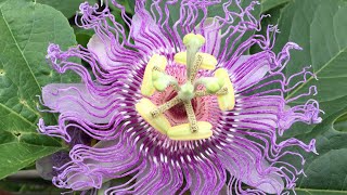 Medicinal Plant  Passion Flower [upl. by Frodine364]