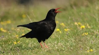 WhiteWinged Chough Bird Calls [upl. by Beetner]