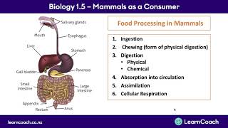 NCEA Biology Level 1 Mammals Digestive System of Mammals [upl. by Duncan]