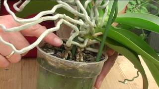 How to Grow Orchids [upl. by Rivi778]