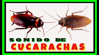 🔴 Sonido de las CUCARACHAS Las CUCARACHAS Hacen RuidoCockroach SoundCockroach Sound Effect [upl. by Annawak]