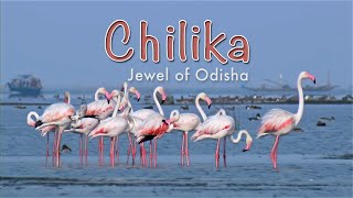 Chilika Jewel Of Odisha HD [upl. by Galatia]