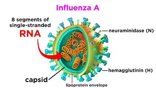 Influenza The Flu [upl. by Eamanna329]