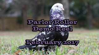 Parlor Roller Demo Reel 2017 [upl. by Liakim565]