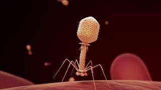 Fighting Infection with Phages [upl. by Champ]