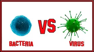 The Difference Between Bacteria and Virus [upl. by Hamil]