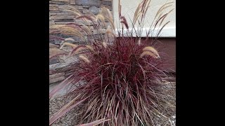 Pennisetum Fireworks  Fireworks Fountain Grass [upl. by Nylesoj]