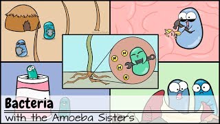 Bacteria Updated [upl. by Erdnaed491]