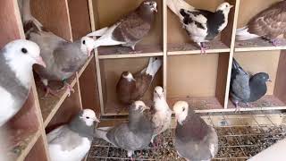 Kit of Young Birds 2021  Birmingham Roller Pigeons [upl. by Sybille]