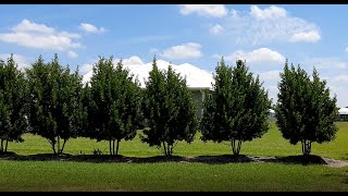 Green Buttonwood Trimmed two ways Conocarpus erectus [upl. by Christa747]