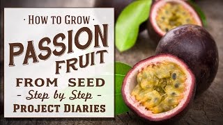 ★ How to Grow Passion fruit from Seed A Complete Step by Step Guide [upl. by Nnilsia]