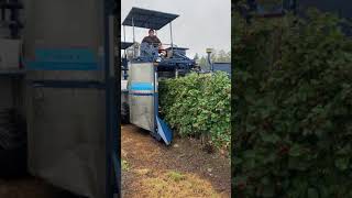 Harvesting Boysenberries  Korvan 9000 Berry Picker [upl. by Scoles]