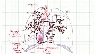 CICLO CARDIACO Fácil Resumido Entendiendo cada fase Integrado todo Fisiología Cardiaca1 [upl. by Beall]