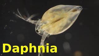 Daphnia [upl. by Sondra]