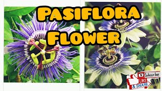 Beautiful Passiflora Flower [upl. by Laurianne474]