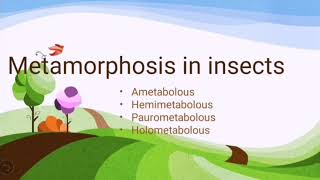 Metamorphosis in insects [upl. by Intihw]