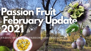 Passion Fruit Vines  Passiflora Edulis Update 2021 [upl. by Bollen]