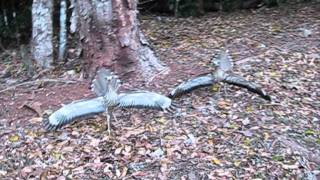 Curlews in Breeding Season [upl. by Mercado823]