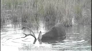 Barasingha romping about in the muddy waters [upl. by Berglund]