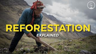 What is Reforestation  Eco Facts  One Tree Planted [upl. by Delisle189]