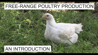 FreeRange Poultry Production in South Africa Part 1 [upl. by Jillian]