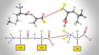 Peptide Bond Formation  Animation [upl. by Adiana]