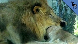 Lion Kills Lioness In Front Of Dallas Zoo Visitors [upl. by Eloc]