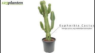 Euphorbia ingens [upl. by Trini]